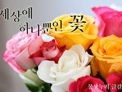 [내스급 / 유현유진] 세상에 단 하나뿐인 꽃