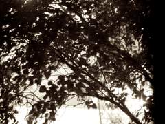 [화평최윤] 햇살색