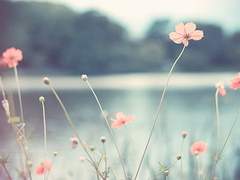 그대를 사랑함에