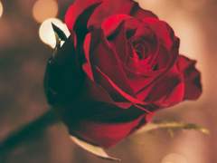 [유현유진] 장미의 달콤함을 당신에게