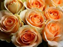 [토니피터] 이 장미를 받아주세요