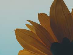 [토니피터] Mr. Sunflower