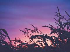 열병 외전 : 영원