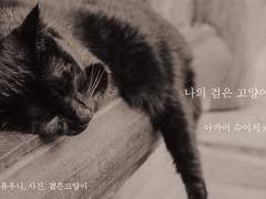 [명탐정 코난/슈레이] 나의 검은 고양이를 위하여