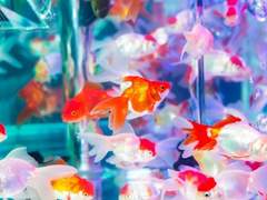 사랑을 포기하는 방법