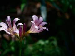 [사쿠사토]상사화