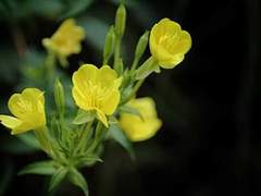 [사쿠사토]달맞이꽃