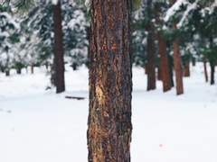 리틀 포레스트 : 세 그루