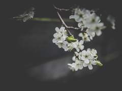 별을 쏘아 떨어트린…