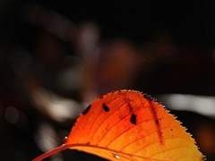 영원의 약속이게 하소서