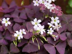 사랑초가 피는 계절