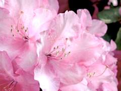 [중혁독자/중독] 진달래 꽃 지짐이