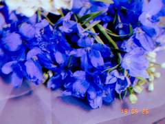 [오이카게]파란 고백