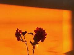 [국뷔] 나의 애기야 上