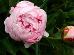 극광의 아이, 외전