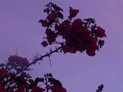 코끝을 간질이는