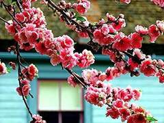 동매×양화 [꽃길]