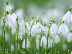 Snowdrop