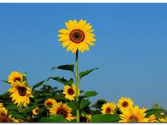 해바라기