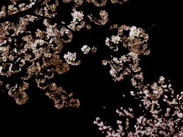 [카케타이] 밤벚꽃