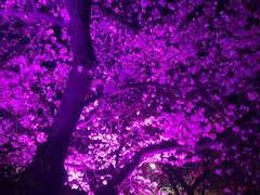 [국뷔]Luce Sicut Stellae 02