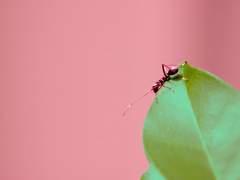 비밀이에요, 개미씨! (1)