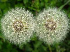 [스팁버키] 에즈 유 위시 As you wish