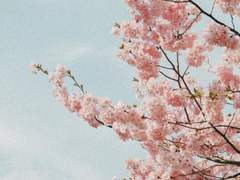 꽃이 진다고 그댈 잊은 적 없다 11