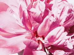 [코이츠루츠키] 다자연애