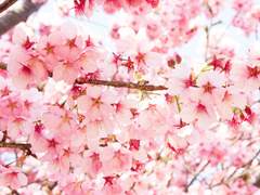 우산, 벚꽃, 고양이