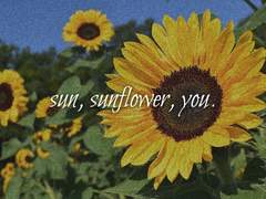 SUN, SUNFLOWER, YOU.