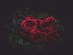 [알베케일] 검은 날개