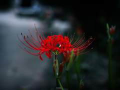 [자묘(+약 한승묘재)] 뒤늦음