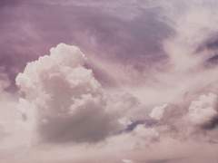 피로 물든 원더랜드