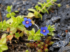 [기락유연]뚜껑별꽃