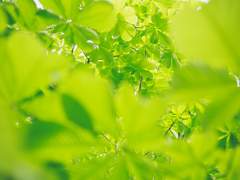 청춘♬ 하루네코 학원 문화제 :: 연극부 ::