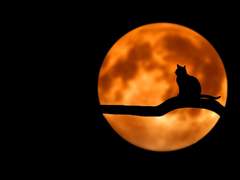 방울달린 그의 고양이