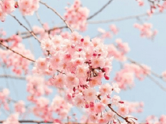 [가담항설/룡난] 휘연(徽緣) 上