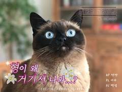 [우마] 집 앞의 고양이님!
