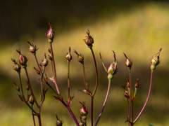 [딜쿠] 여름에 피는 꽃