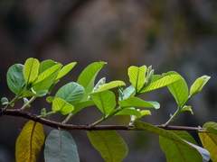 숲 속의 작은 친구는 노래를 불렀다