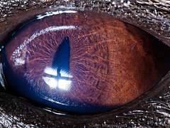 [미더덕] 뱀의 꿈