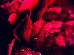 모란이 피기까지는