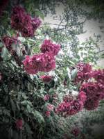 [제5인격] 잭이솝