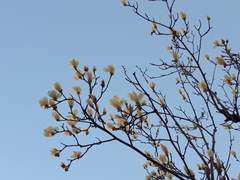 [1차 창작] 길 잃은 목련