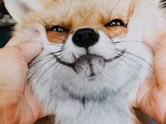 [태구흥철] 여우