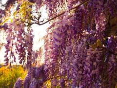 [슌우키]봄의 약속