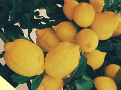 Leon Olivia Vaughn Eustace