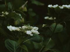 당신의 곁에 서서 1 (혜령자연)