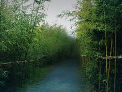 대나무 숲속에서.....